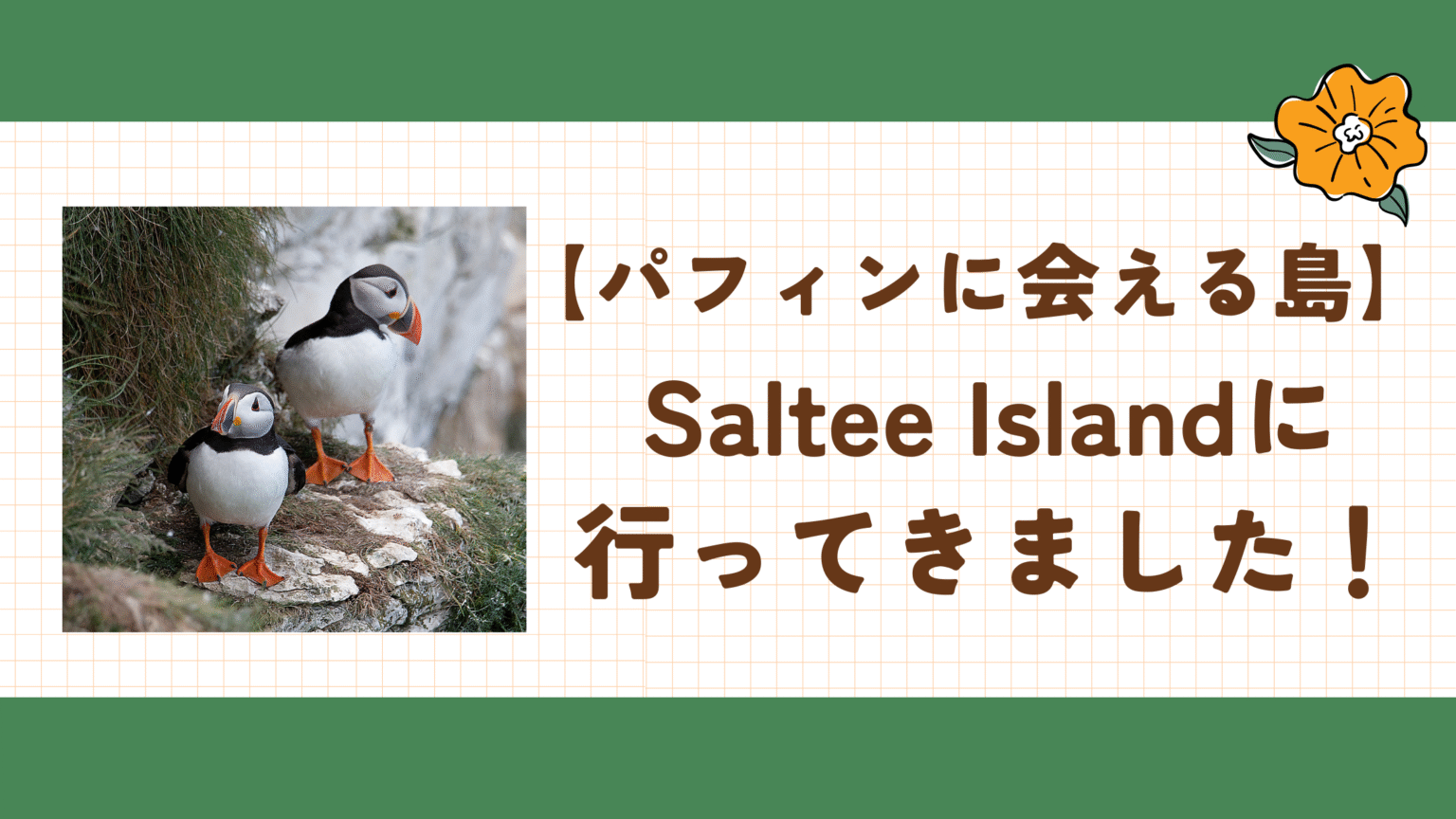【パフィンに会える島】アイルランドの穴場観光スポット・Saltee Islandに行ってきました！ | Moi!!! Blogs